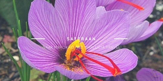Tw_Saffraan Saffraan Marokko