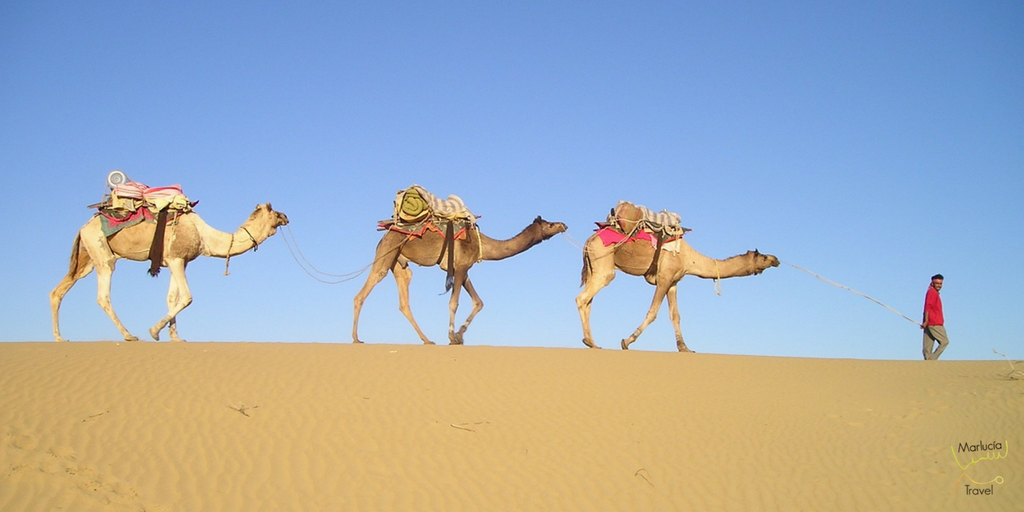 Kameel versus dromedaris - Marlucia Travel