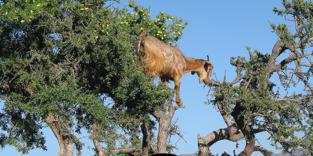 geiten die in bomen klimmen