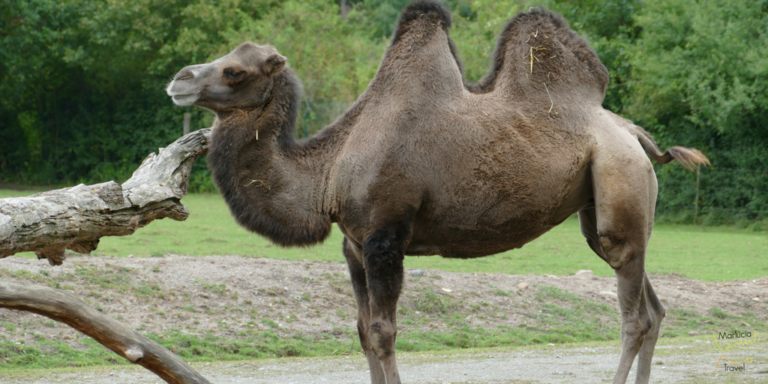 Kameel versus dromedaris - Marlucia Travel